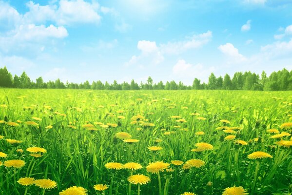 Grüne Zwiebeln mit Löwenzahn und blauem Himmel