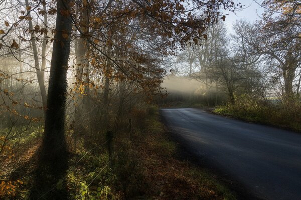 Morning road among the trees