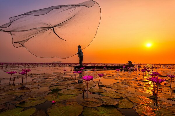 Pink lotuses in the lake of Thailand