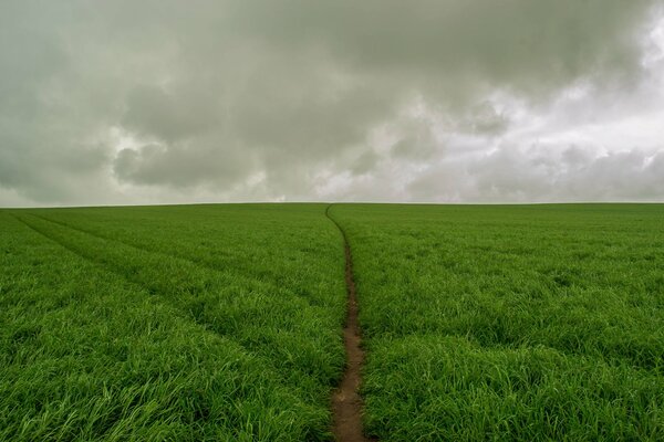 The combination of a golden field and a gray sky