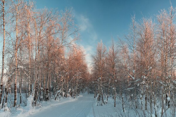 Foresta invernale in una giornata limpida