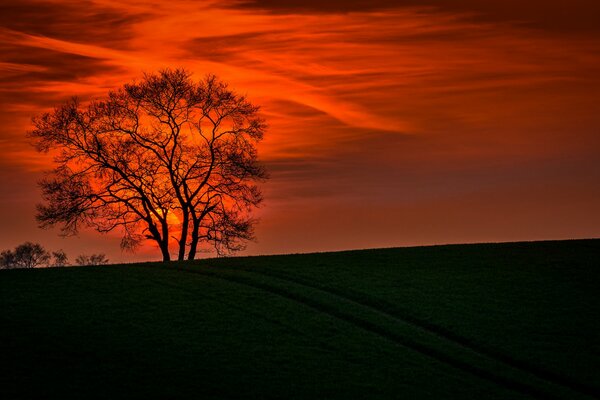 Image of a landscape against a sunset background