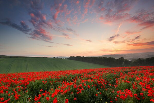 Abendliches Mohnfeld im Hafengebiet von Sussex in England