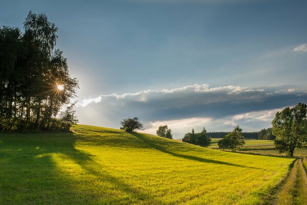 Sommerlandschaft grünes Feld