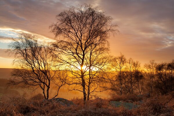 Die goldene Landschaft Großbritanniens Licht dringt durch die Zweige der Birken ein