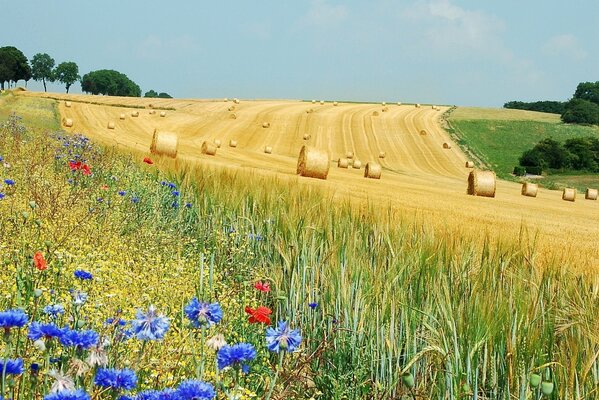 Feld mit Blumen und Rollen