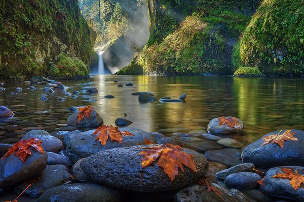 Leaves were falling on dark pebbles