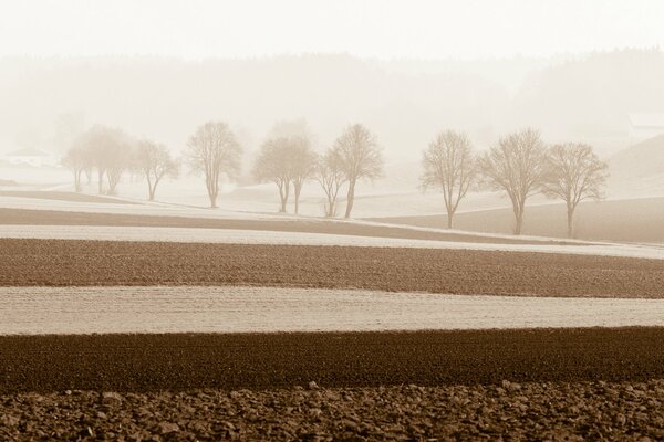 Matin brumeux parmi les arbres