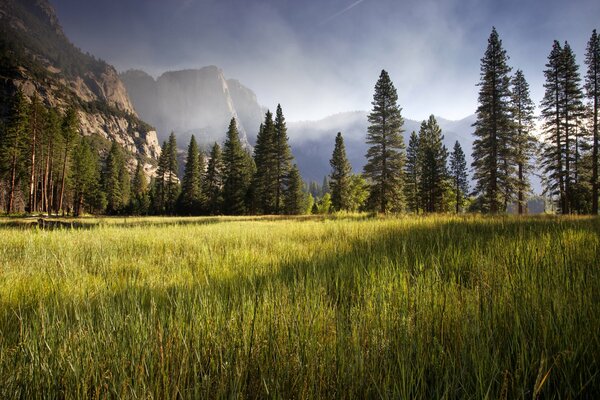 Early morning green meadow