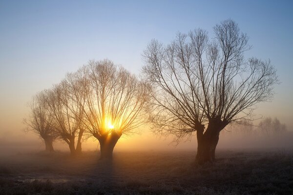 Alba nebbia e alberi