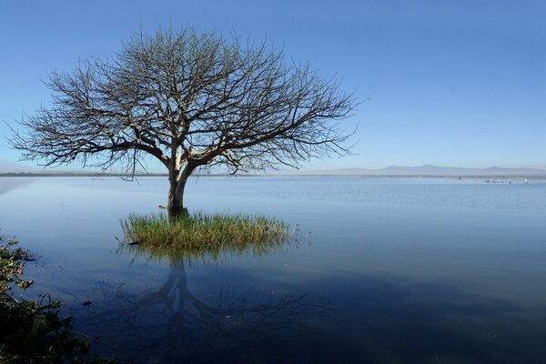 Un albero insolito nel mezzo di un lago sconfinato