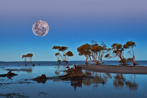 Moon and trees on the shore of the reservoir