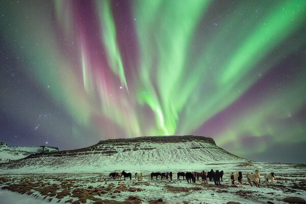 Aurora boreal sobre los caballos del Norte