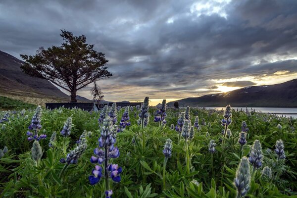 Iceland is a beautiful landscape with blue flowers and cloudy sky