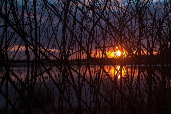 Puesta de sol a través de las ramas de los árboles