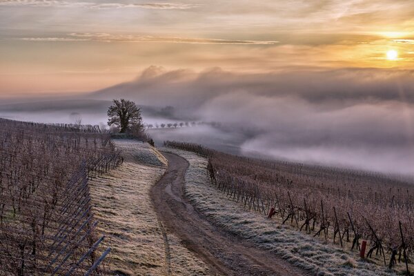 Brume grise en Alsace française