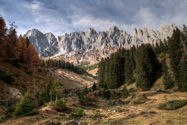 Nadelwald und Rocky Mountains