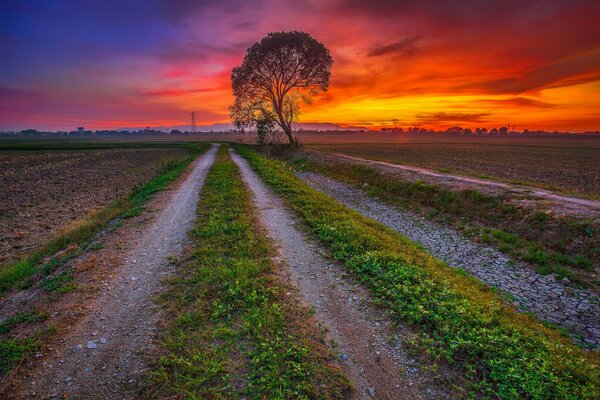 Albero solitario sulla strada. tramonto