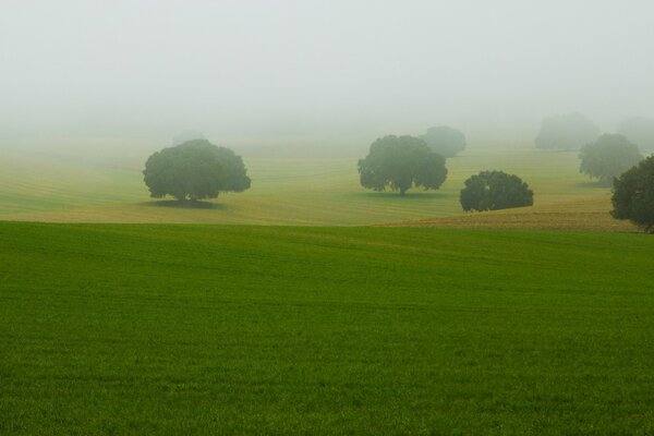 Landschaft von Bäumen im Feld im Nebel