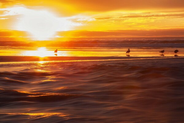 Sunset landscape of birds on the sea