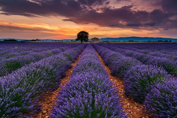 Champs de lavande français en Provence