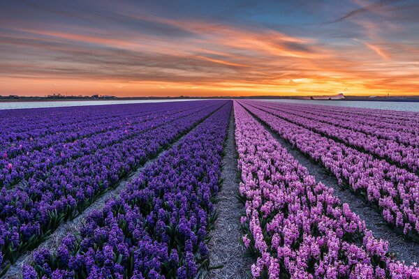 Sonnenuntergang über dem violetten Feld von Nord-Holland