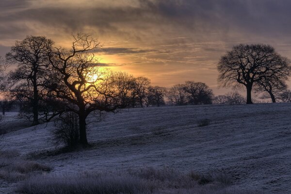 Silhouettes of bare branching trees on a snow-covered background