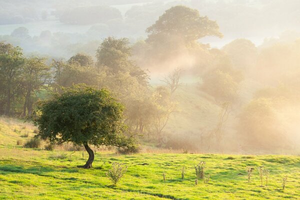 A tree in a field shrouded in fog