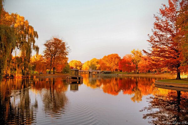 Golden time and autumn is showered with gold