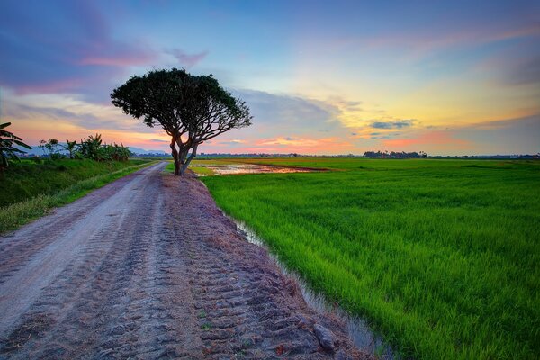 A tree by the road, a green field, colored clouds