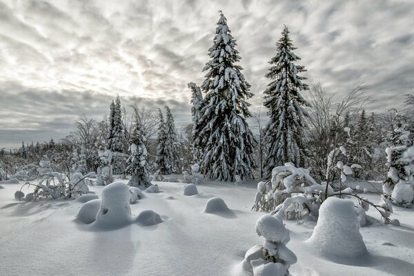 Forêt de conifères en hiver