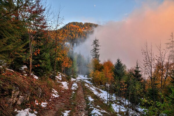 Niebla en el bosque de otoño