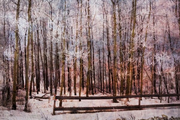 Landscape, forest in white snow