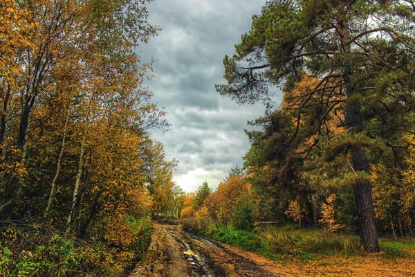 Paysage de route de forêt d automne