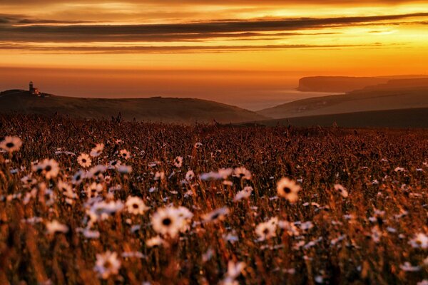 Flowers on the background of a sea sunset