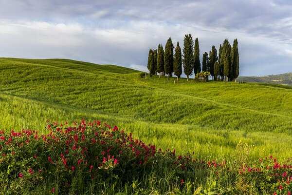 Green hills with flowers and trees on the horizon