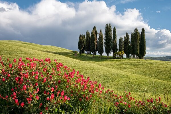 Grünes Feld mit roten Blumen