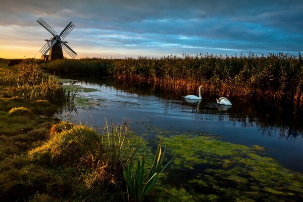 Cisnes en el lago cerca del molino al amanecer