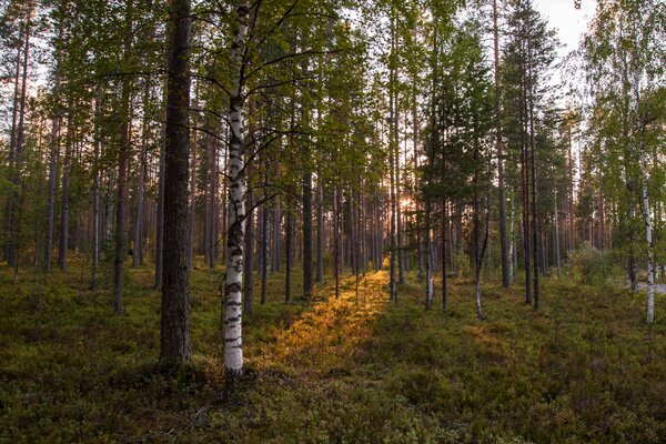 Birken und Kiefern im Wald bei Sonnenuntergang