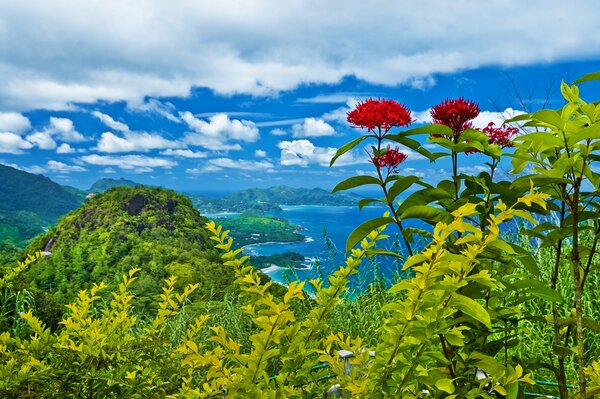 Rote Blumen auf dem Hintergrund der Berge und des Meeres