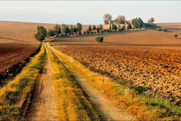 Camino que atraviesa el campo