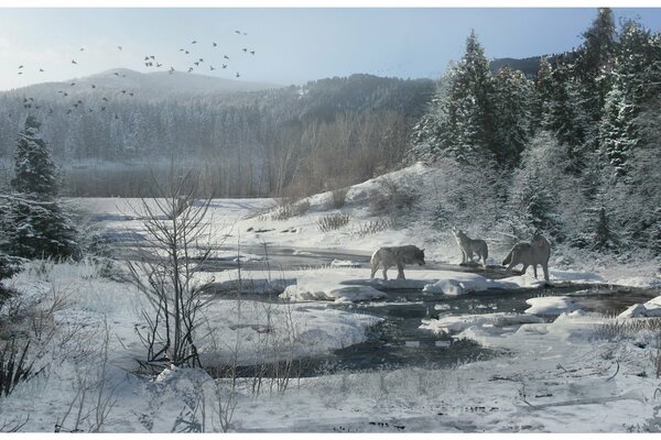 Wölfe heulen im verschneiten Wald