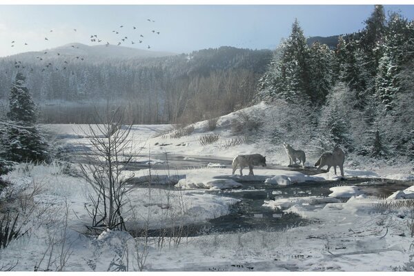 Lobos aullando en el bosque nevado