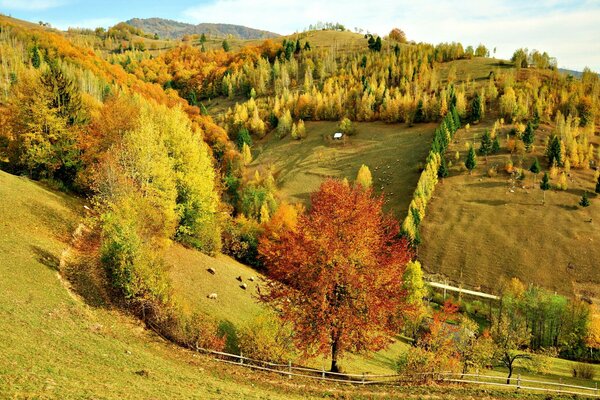 Autumn forest landscape in colors