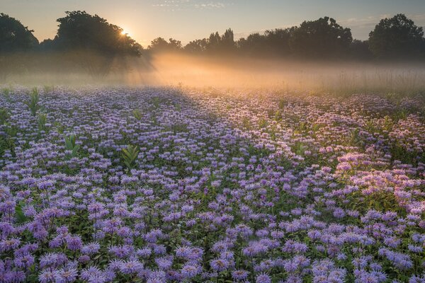 Paisaje del campo de la mañana con flores