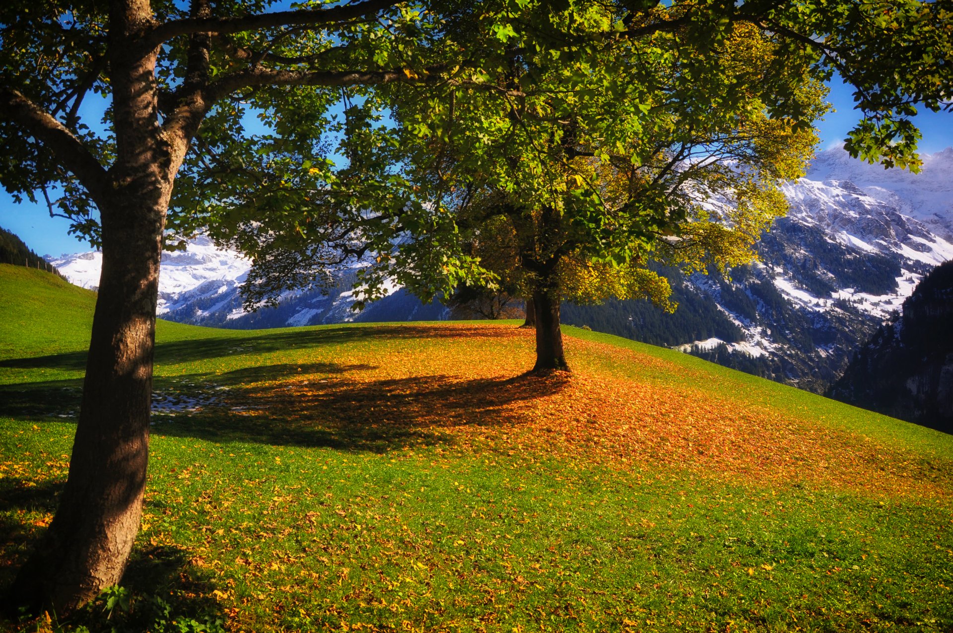 autunno montagne alberi fogliame erba