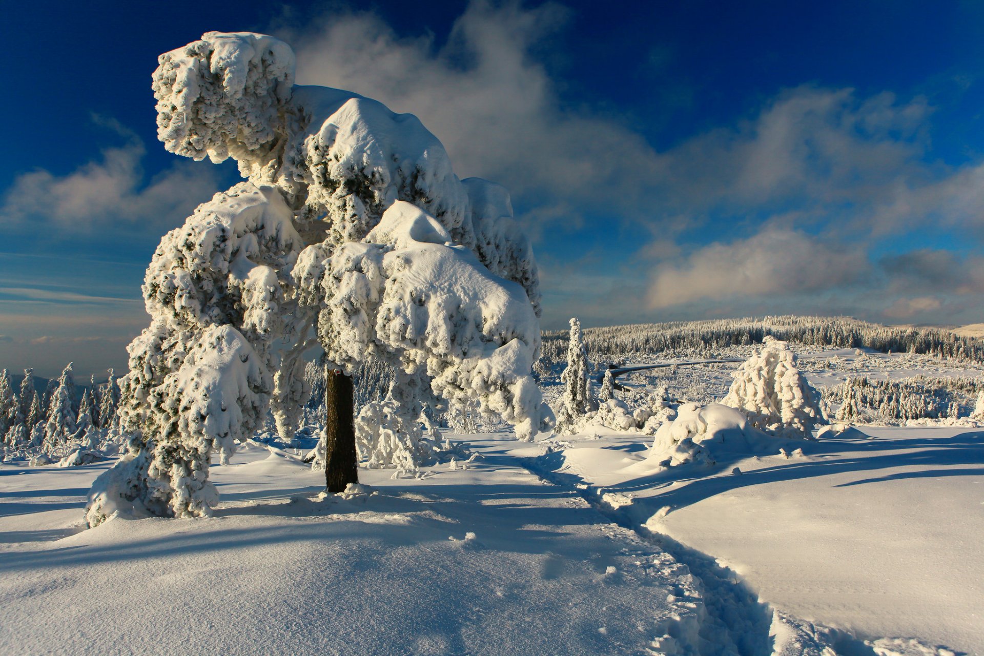 black forest germany black forest winter snow trees path