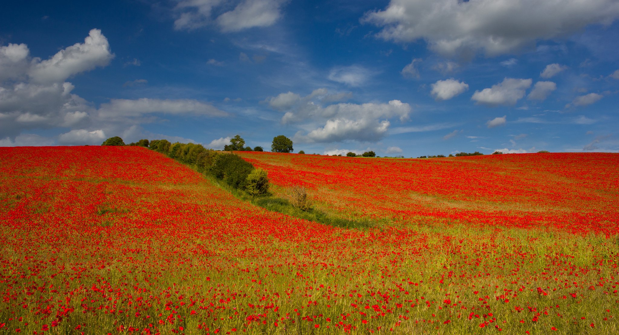 cielo nubes campo prado árboles flores amapolas colinas