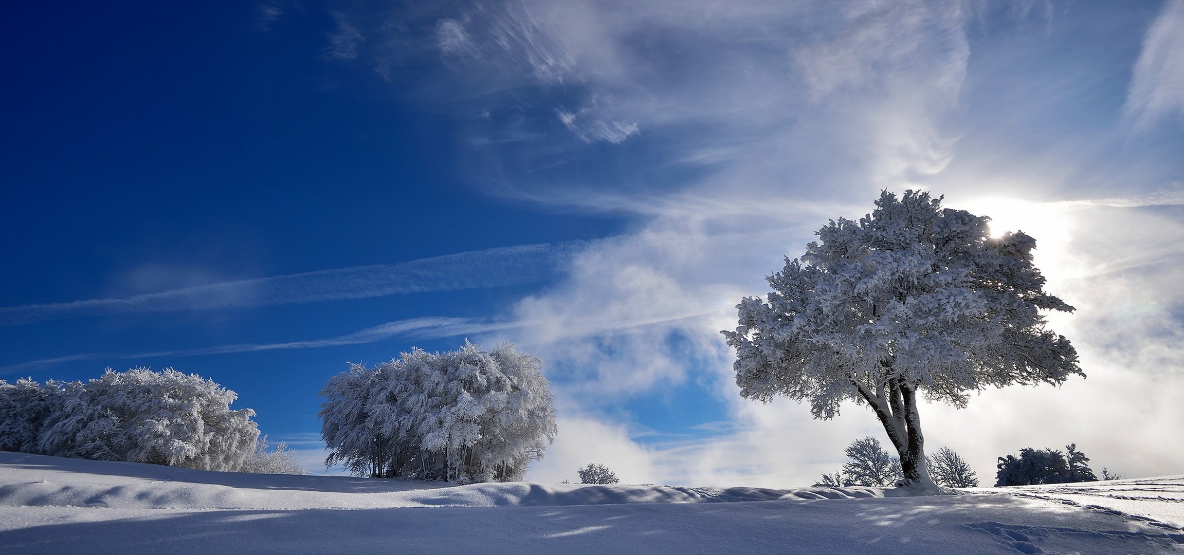 hiver arbres neige nature