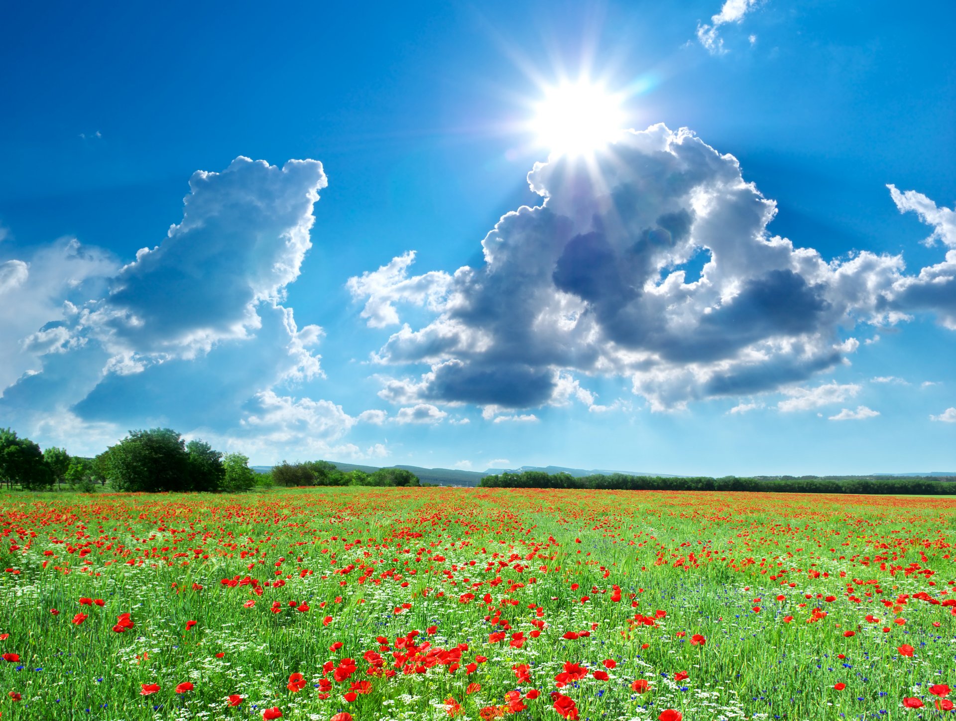 verano campo paisaje amapolas cielo nubes sol naturaleza foto